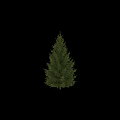 Tall Arbor Trees With Lush Green Foliage And Human Silhouette For Scale