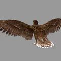 Majestic Eagle Spreading Wings With Brown Spotted Feathers Blue Eyes Yellow Talons And Gray Background