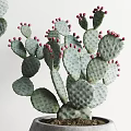 Bonsai Potted Cactus Plants with Red Fruits in Concrete Pots on Wooden Legs Stand