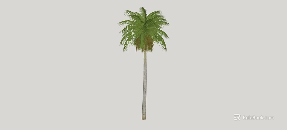 Tall Palm Tree With Green Feathery Fronds And Straight Trunk 3d model 