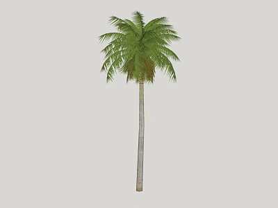 Tall Palm Tree With Green Feathery Fronds And Straight Trunk 3d model