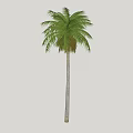 Tall Palm Tree With Green Feathery Fronds And Straight Trunk