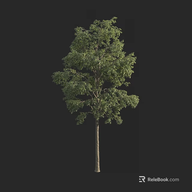 Tall Arbor With Lush Green Foliage Standing Isolated On Black Background 3d model 