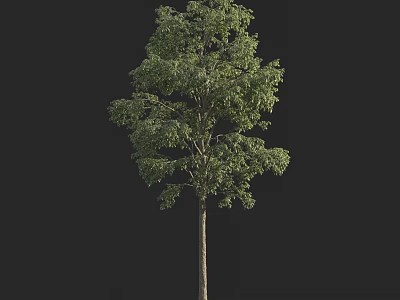 Tall Arbor With Lush Green Foliage Standing Isolated On Black Background 3d model