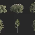Various Arbor Types Featuring Different Foliage And Branch Structures 3d model