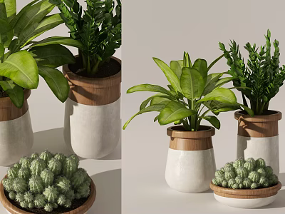 Decorative Potted Plants Display With Green Leafy Plants And Cactus In White And Wooden Pots 3d model