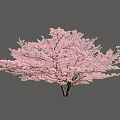 Beautiful Tree With Pink Blossoms And Lush Branches Against Light Blue Sky