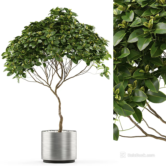 Lush Bonsai Tree With Green Leaves And Umbrella Shaped Canopy In Silver Metal Pot 3d model 