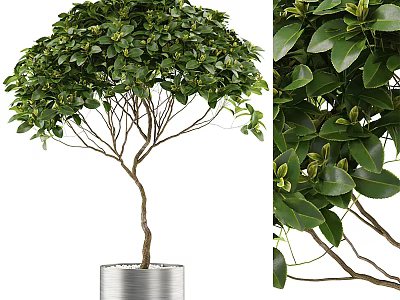 Lush Bonsai Tree With Green Leaves And Umbrella Shaped Canopy In Silver Metal Pot 3d model