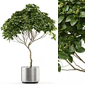 Lush Bonsai Tree With Green Leaves And Umbrella Shaped Canopy In Silver Metal Pot