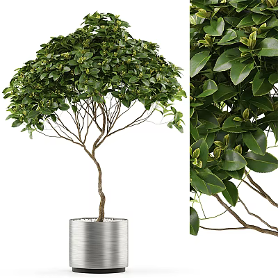Lush Bonsai Tree With Green Leaves And Umbrella Shaped Canopy In Silver Metal Pot 3d model