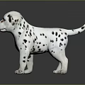 Dalmatian Puppy With Black And White Spots Standing On Dark Background Shiny Floor