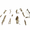 Dried Arbor Branches Scattered on White Background with Natural Rough Texture 3d model