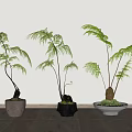Three Elegant Bonsai Fern Plants In Various Pots On Wooden Floor With White Wall