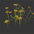 Blooming Yellow Daisies with Green Stems and Leaves on Dark Background