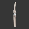 Detailed 3D Rendered Human Knee Joint Organ Anatomical Structure Model