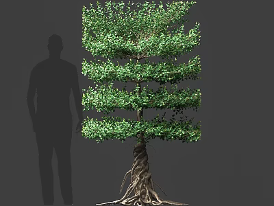 Tall Arbor With Green Foliage Layered Structure And Exposed Roots By Human Silhouette 3d model