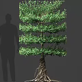 Tall Arbor With Green Foliage Layered Structure And Exposed Roots By Human Silhouette