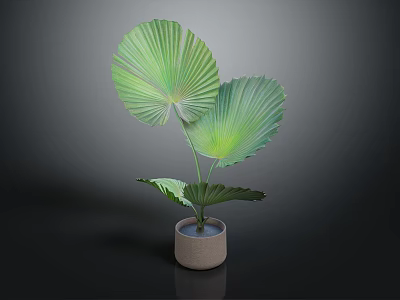 Green Fan Shaped Leaf Potted Plant In Light Colored Ceramic Pot 3d model