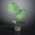 Green Fan Shaped Leaf Potted Plant In Light Colored Ceramic Pot 3d model