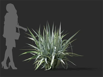 Green Leafy Plant With Long Decorative Leaves And Woman Silhouette For Indoor Decoration 3d model