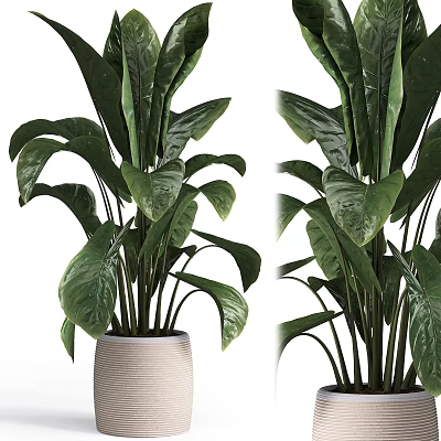 Lush Indoor Potted Plant with Large Green Leaves in Textured Light Colored Pot 3d model