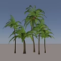 Lush Green Palm Trees with Feathery Fronds and Tall Trunks in Natural Tropical Scene