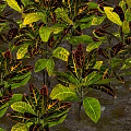 Vibrant Variegated Shrubs With Colorful Green Yellow Red Foliage For Garden Landscaping
