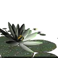 Light Green Lotus Flowers In Vase With Pink Blooms And Water Droplets On Leaves