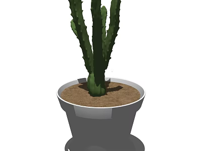 Bonsai Cactus Potted Plant with Tall Green Stems in Gray Pot and Brown Soil 3d model