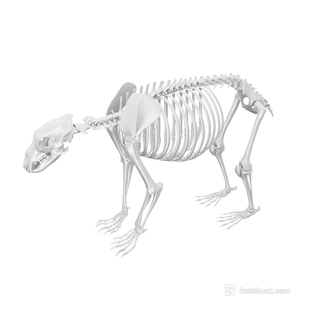 Detailed 3D Model of Bear Skeleton Anatomical Structure Isolated on White Background 3d model 
