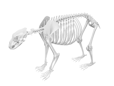 Detailed 3D Model of Bear Skeleton Anatomical Structure Isolated on White Background 3d model
