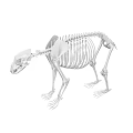 Detailed 3D Model of Bear Skeleton Anatomical Structure Isolated on White Background