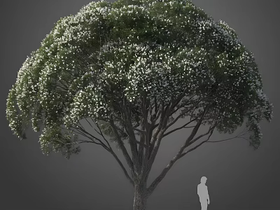 Tall Tree Blooming with White Small Flowers With a Human Silhouette Nearby Against Gray Background 3d model