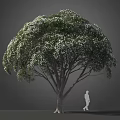 Tall Tree Blooming with White Small Flowers With a Human Silhouette Nearby Against Gray Background