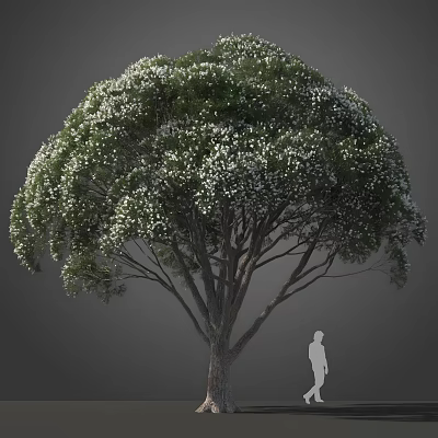 Tall Tree Blooming with White Small Flowers With a Human Silhouette Nearby Against Gray Background 3d model