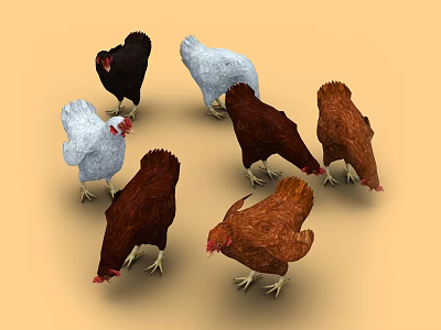 Flying Animals Various Colored Chickens Foraging And Standing On Sandy Ground 3d model