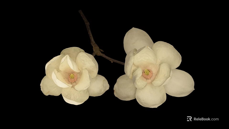 White Magnolia Blooms With Two Flowers And Branches On Black Background 3d model 