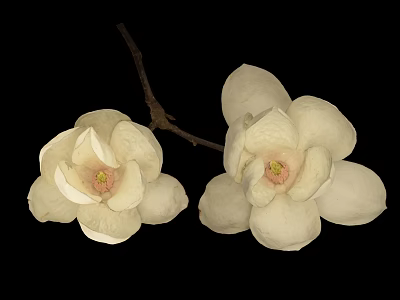 White Magnolia Blooms With Two Flowers And Branches On Black Background 3d model