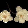 White Magnolia Blooms With Two Flowers And Branches On Black Background