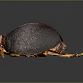Dark Brown Spherical Beetle With Orange Legs And Shiny Textured Body