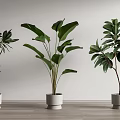 Various Green Potted Plants in White Pots Against Light Colored Walls And Wooden Floor