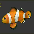 Clownfish 3D Model Featuring Orange White Stripes And Black Edges Fins With Reflection