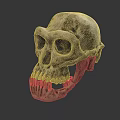 High Quality Medical Device Human Skull Model for Medical Education Anatomical Study