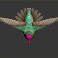 Vibrant Hummingbird Pink Head Red Throat Green Body Spread Wings Reflection On Smooth Surface