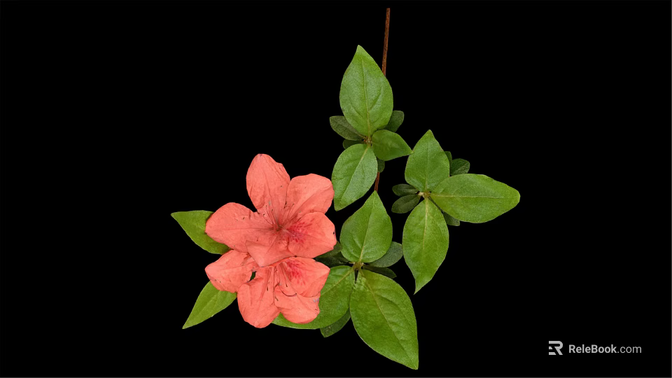 Vibrant Plant With Pink Flower And Green Leaves On Black Background 3d model 