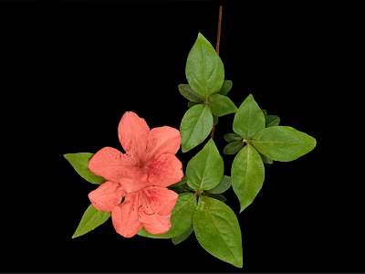 Vibrant Plant With Pink Flower And Green Leaves On Black Background 3d model