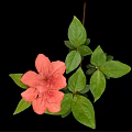 Vibrant Plant With Pink Flower And Green Leaves On Black Background