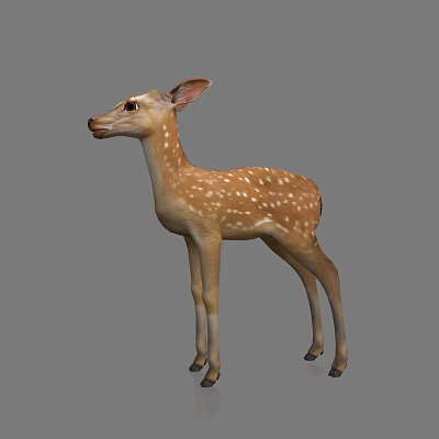 Deer Sika Deer Antler Animal Robe Zoo Forest Elk 3d model