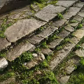 Natural Stone and Wood Steps with Moss and Grass in Rustic Outdoor Design